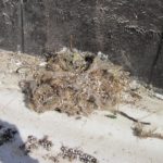 Opuštěné hnízdo za vletovým otvorem po odkrytí