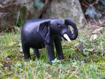 Slon z Konga